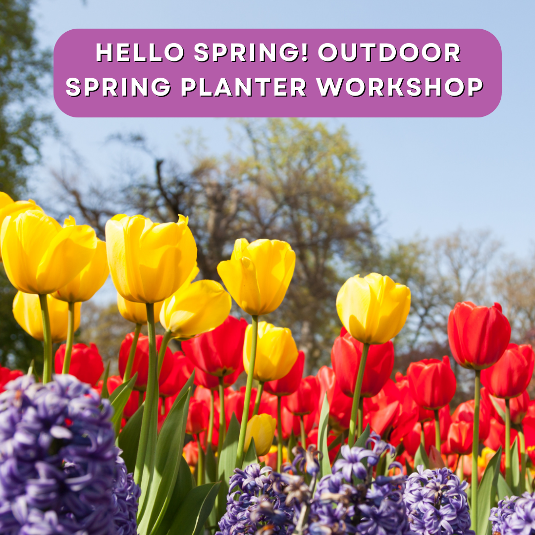 Hello Spring! Outdoor Arrangements with Bulbs, Pansies &amp; Ranunculus 