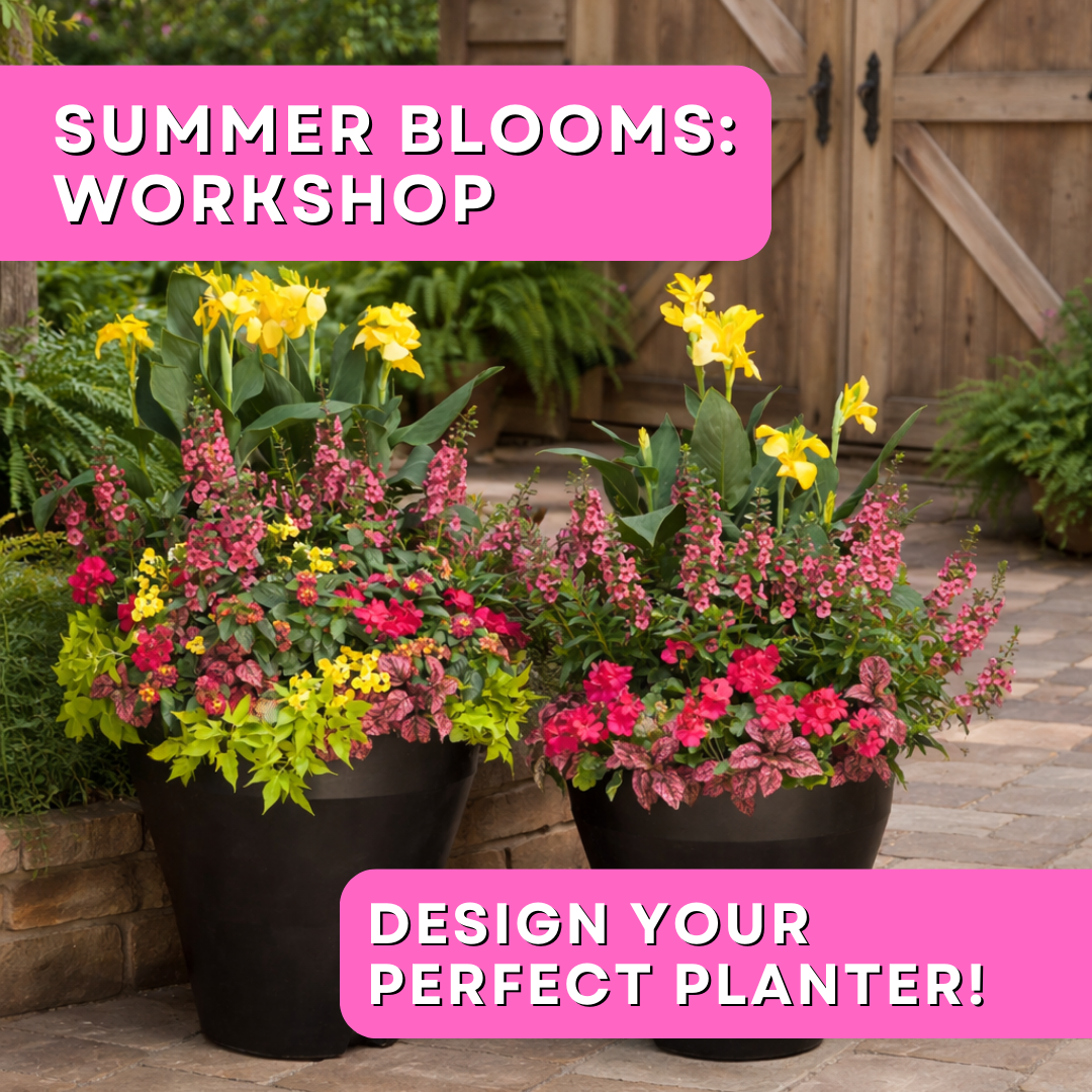 Summer Blooms: Design Your Perfect Planter