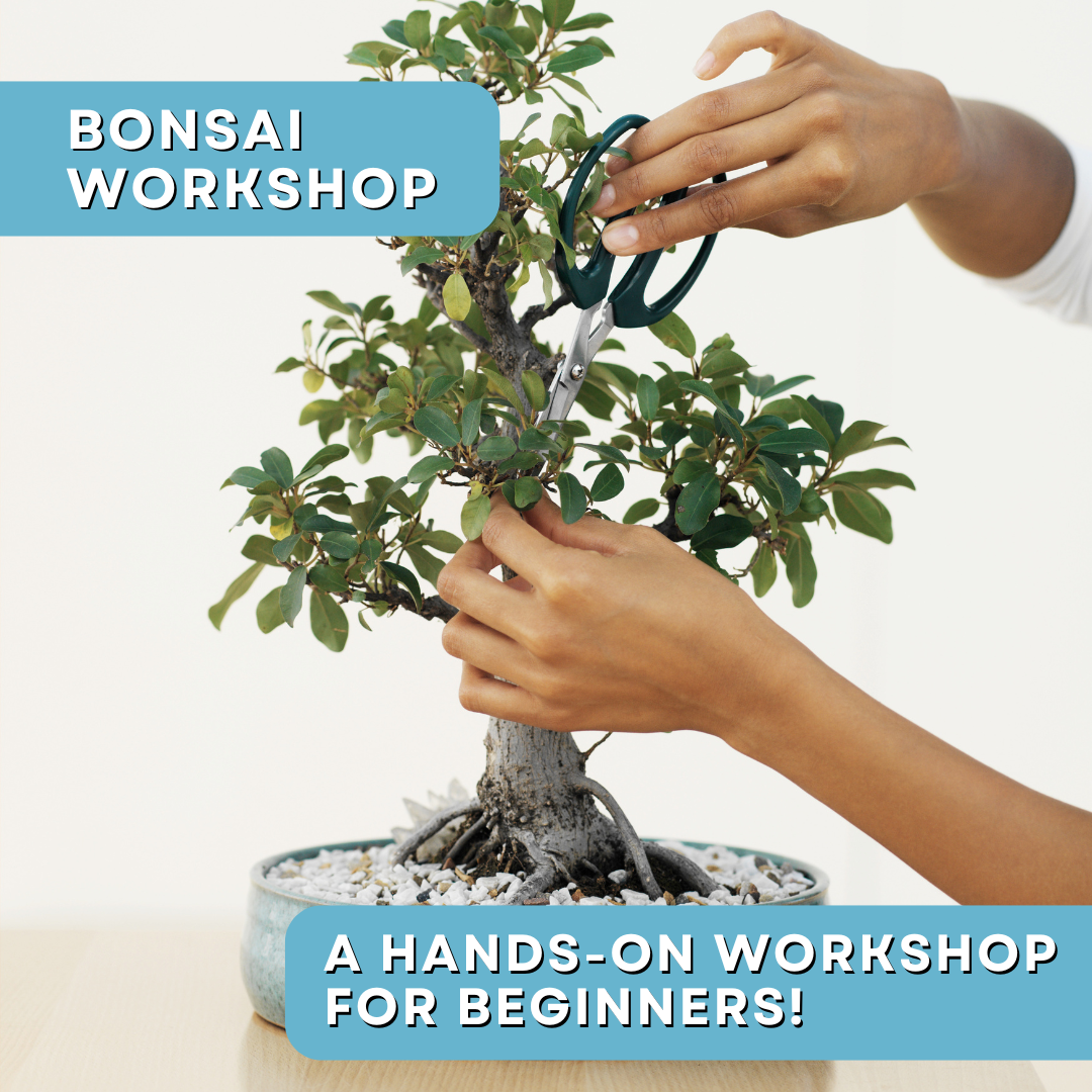 Bonsai Basics: A Hands-On Workshop for Beginners 