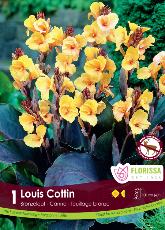 Canna_Louis_Cottin.png