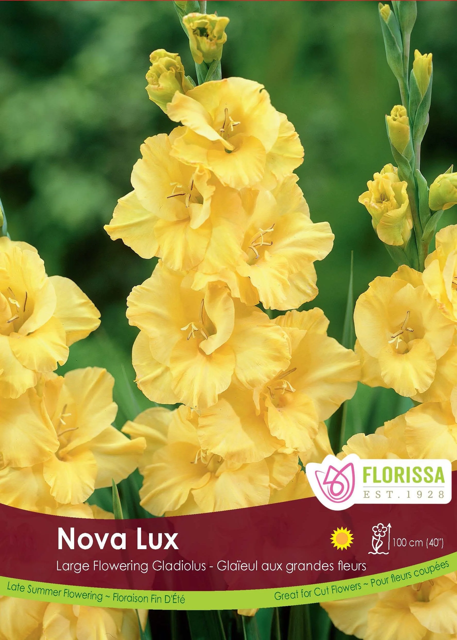 LGKepGladiolusNovaLux.jpg