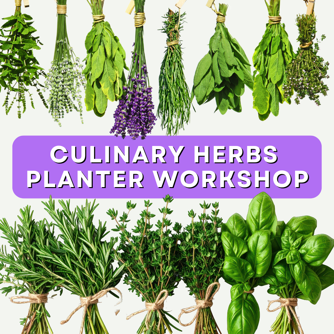 Grow What You Cook: Culinary Herb Planter Workshop