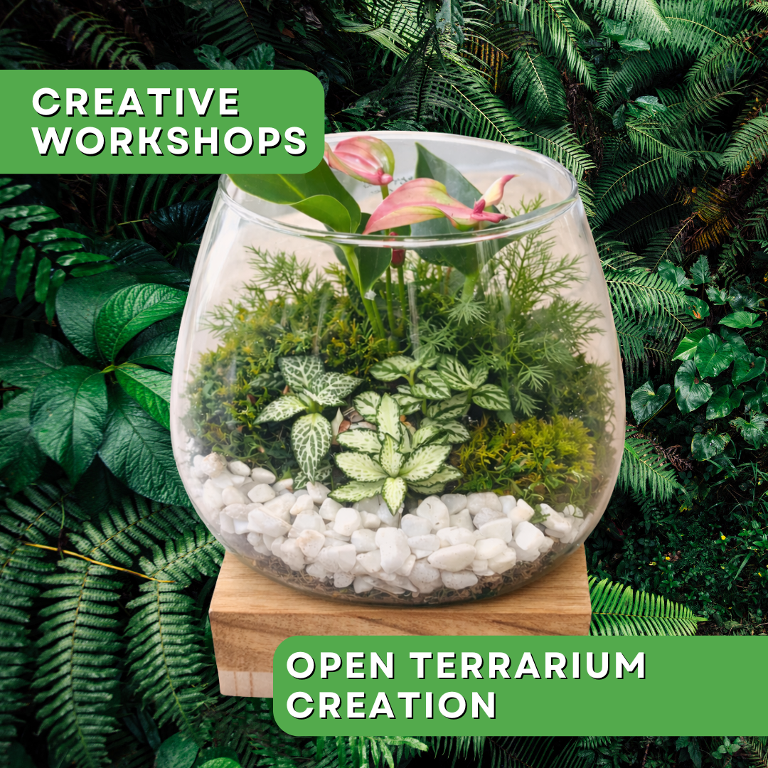 Open Terrarium Workshop: Build Your Own Mini Jungle