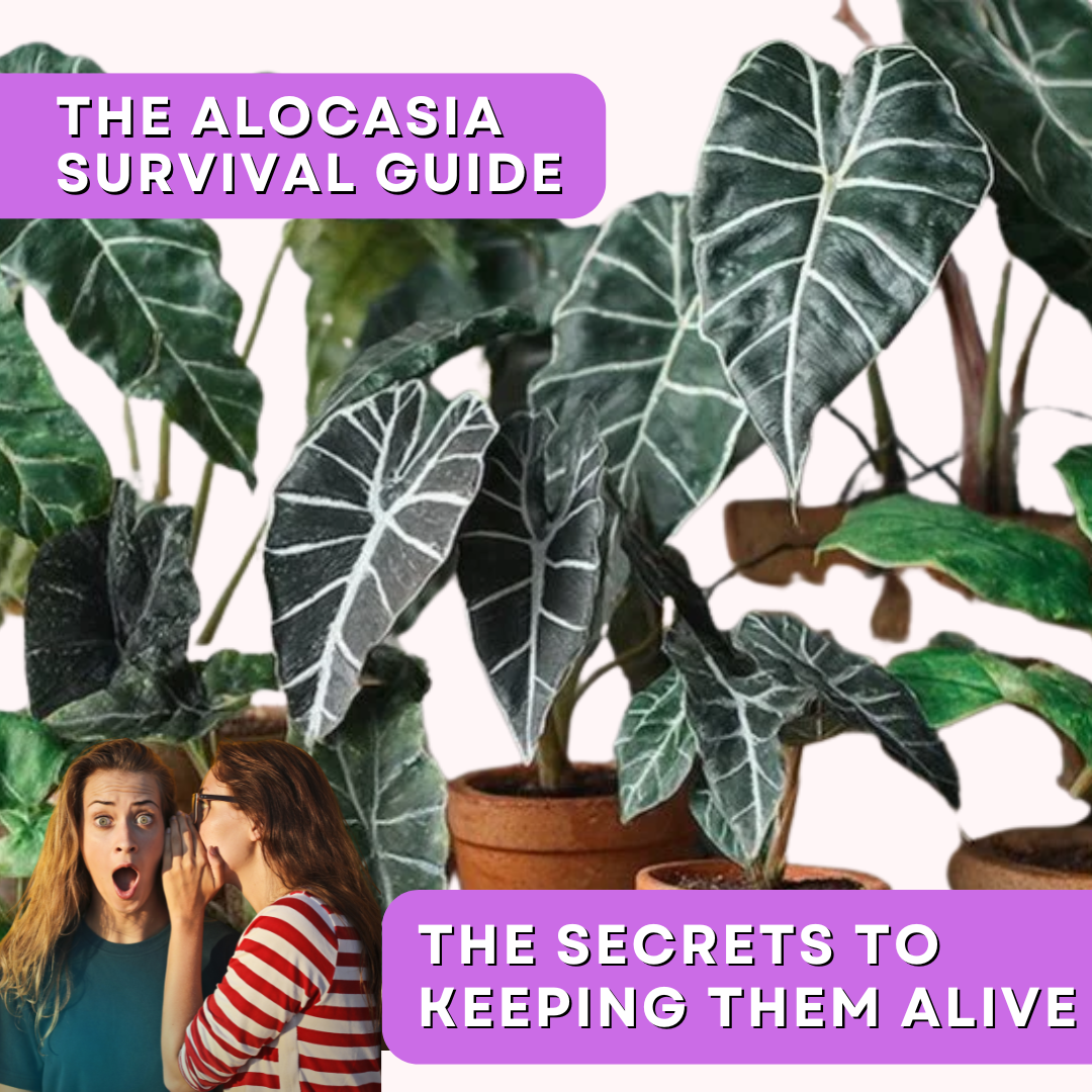 Seminar: All About Alocasias Care, Troubleshooting &amp; Expert Tips