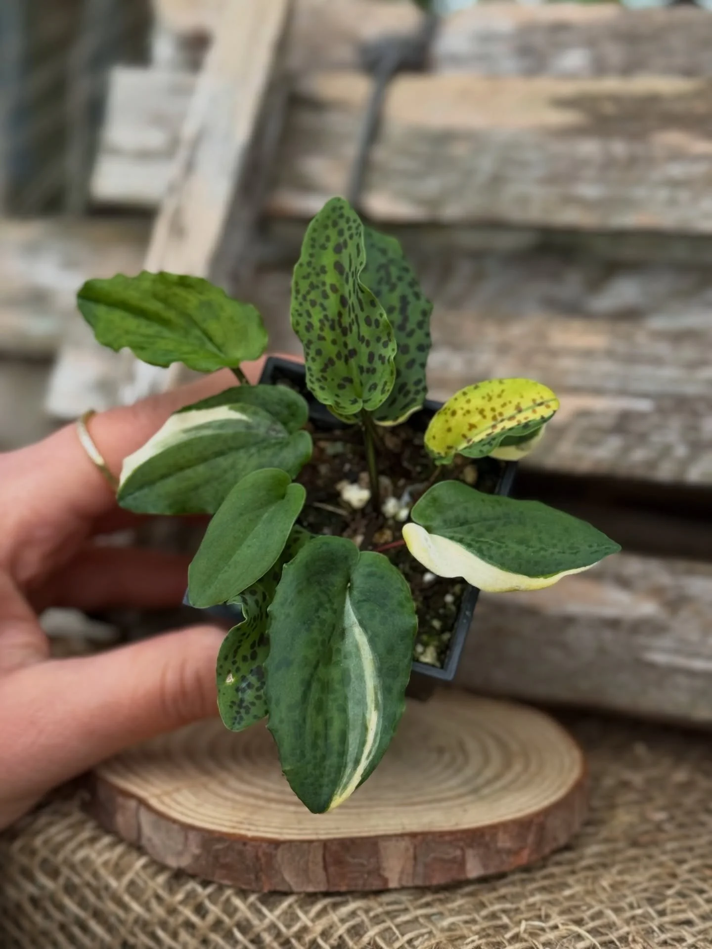 We just got in some extra cool plants&hellip; and trust us, photos won&rsquo;t do them justice 😍🌿

You&rsquo;ll have to come see them in person 👀