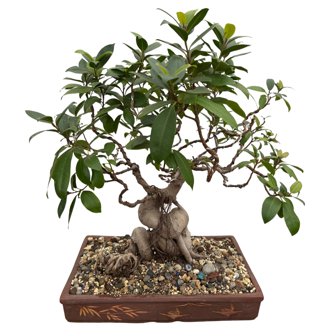Vietnamese Ficus (Ficus microcarpa) Bonsai Tree