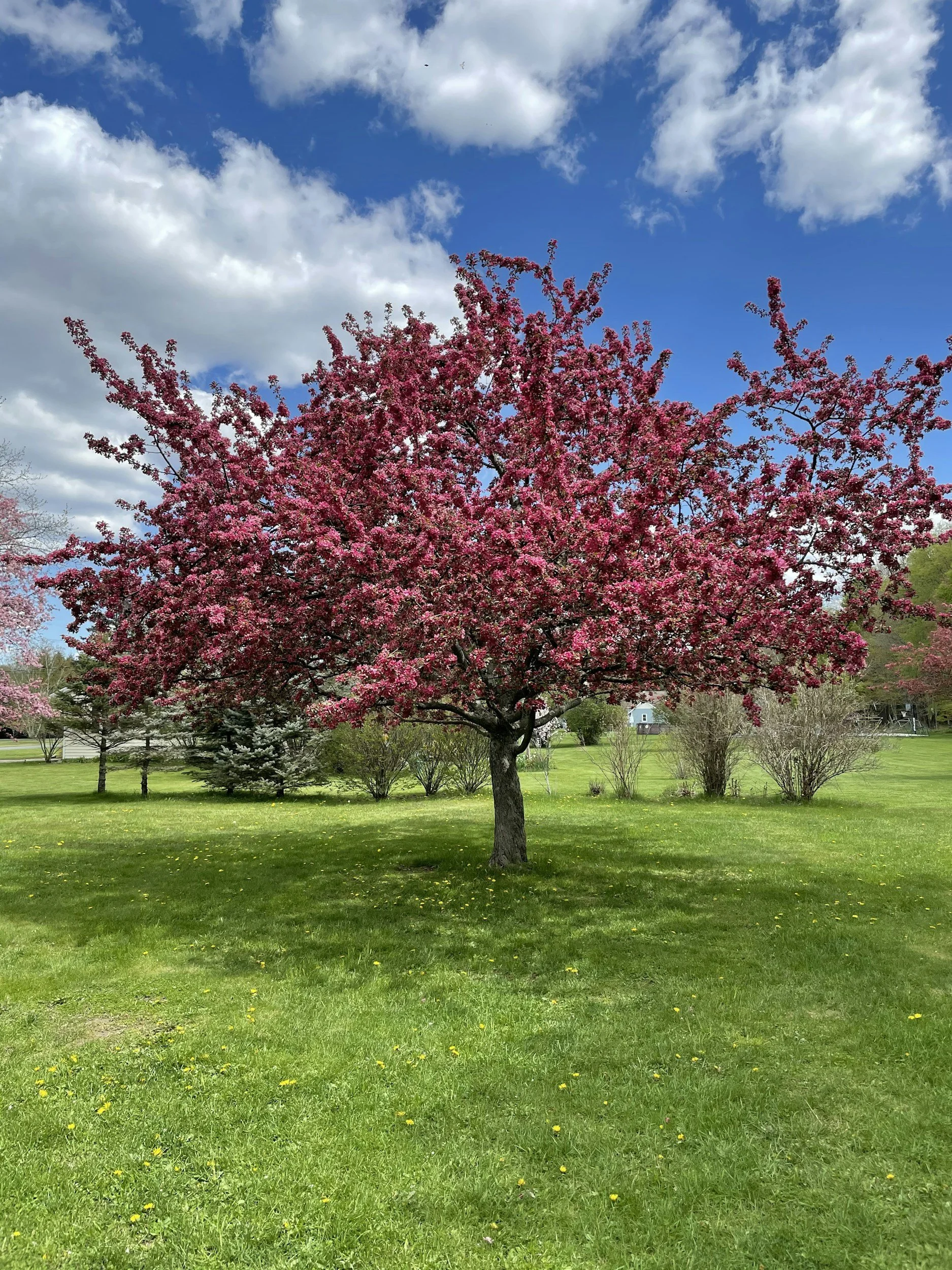 Select Trees Up to 60% Off
