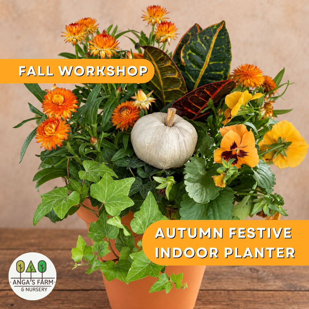 Autumn Festive Indoor Planter | Thanksgiving Workshop