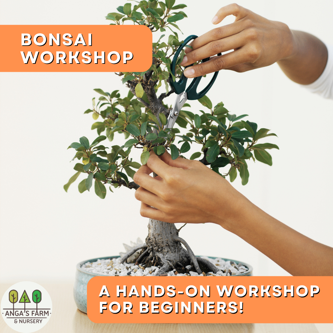 Bonsai Basics | A Hands-On Workshop for Beginners