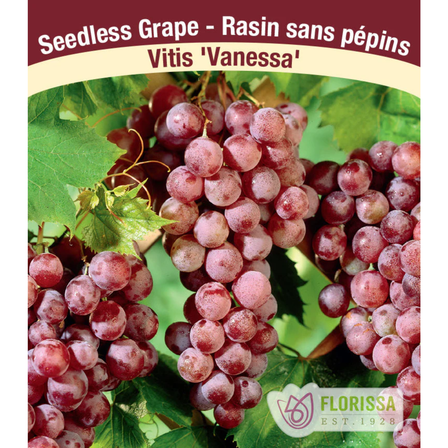 Vanessa Seedless Grape Vine – Pink Table Grapes