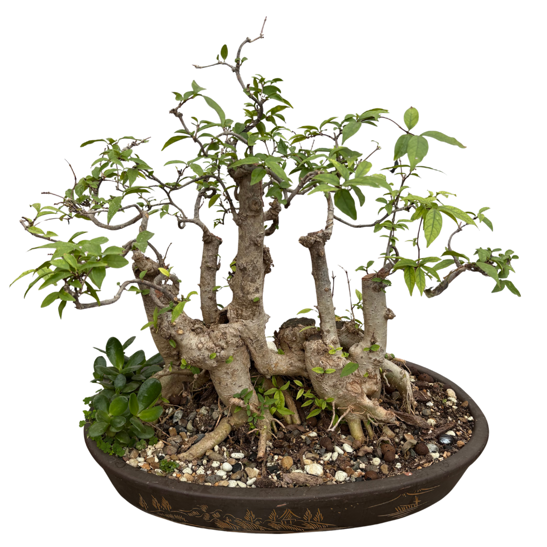 Mature Water Jasmine Bonsai Tree