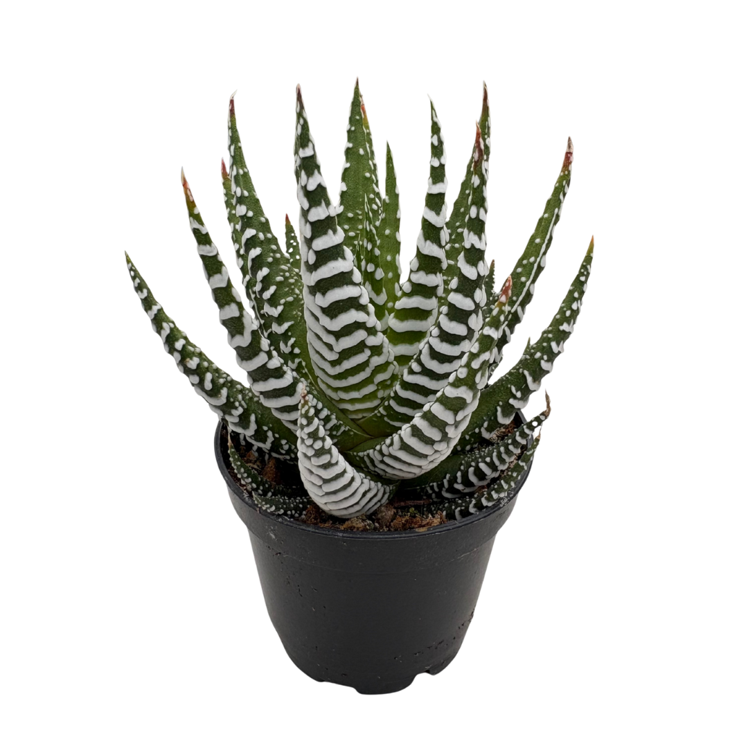 Zebrina Haworthia - 2.5" Pot