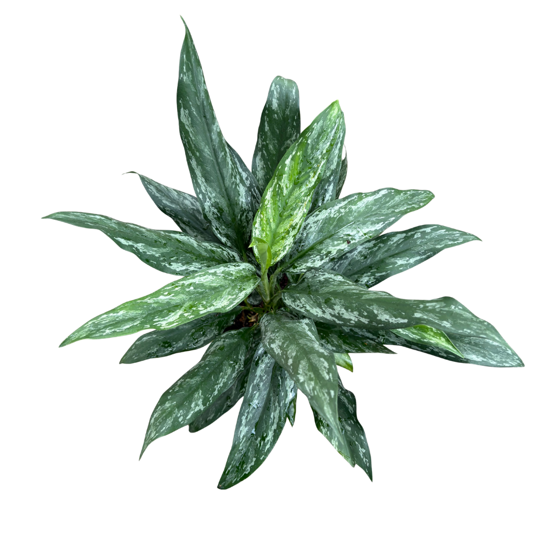 Anga’s New Year Workshops 2026 (15).png