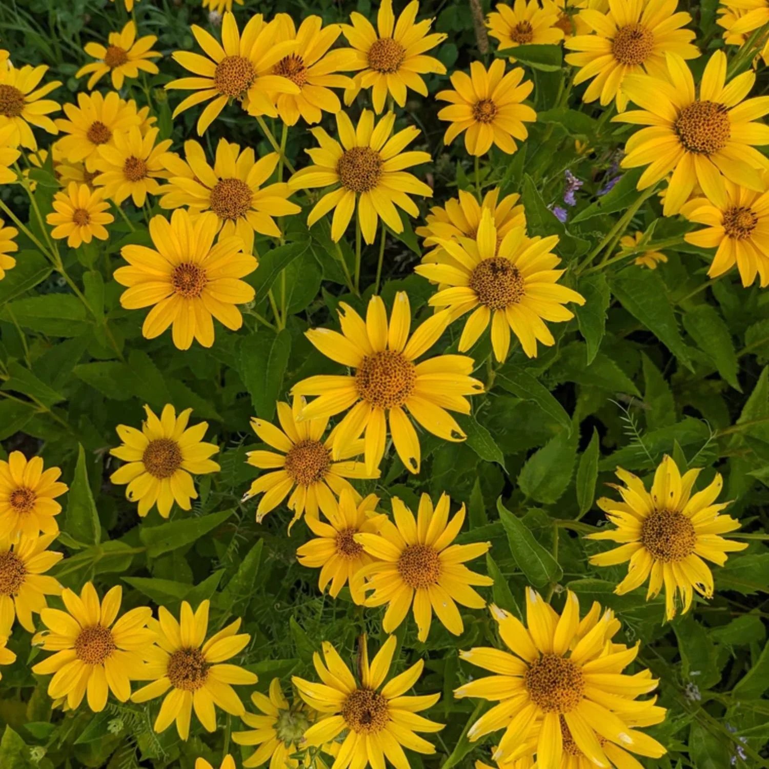 Oxeye Sunflower Seed Packet