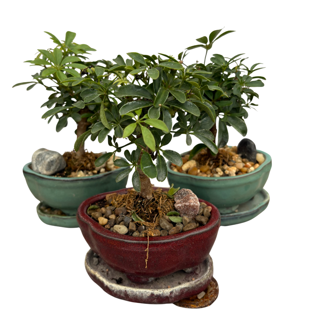 Schefflera Bonsai Tree - 5” ceramic pot