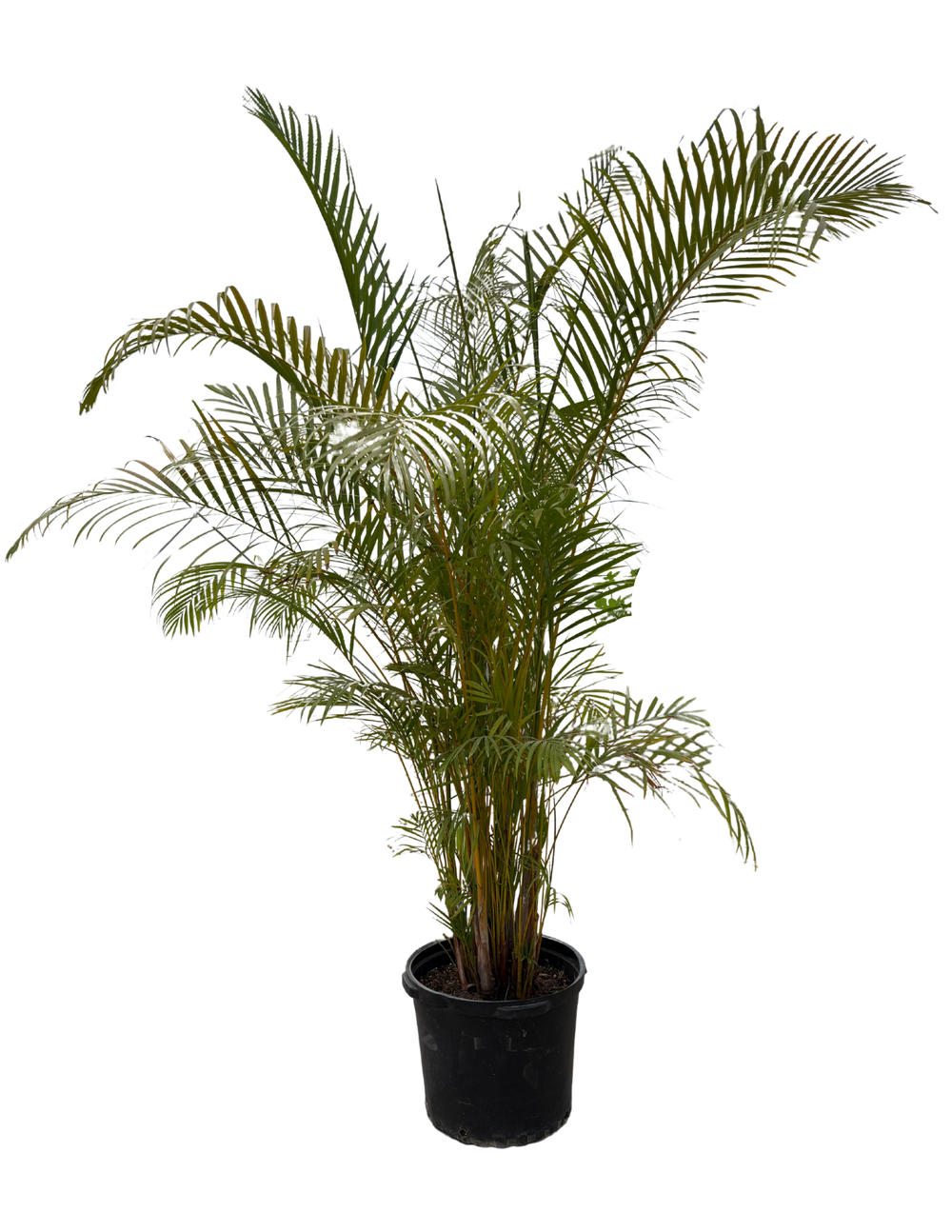 Areca Palm: Dypsis lutescens  18 Pot (over 8ft tall!)  Anga's Farm &  Nursery