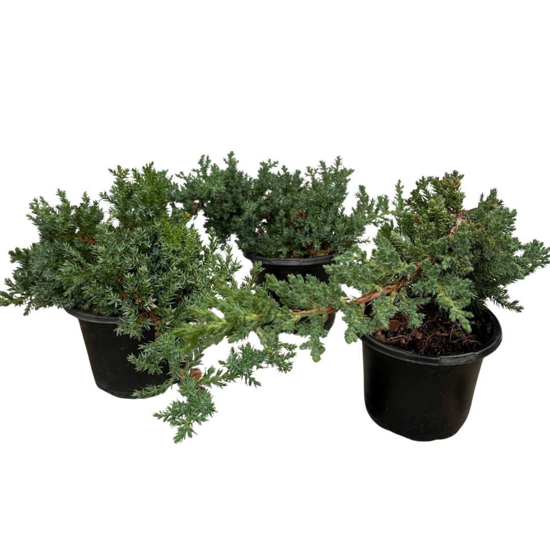 Juniper Bonsai Tree - 4" Plastic Grower Pot