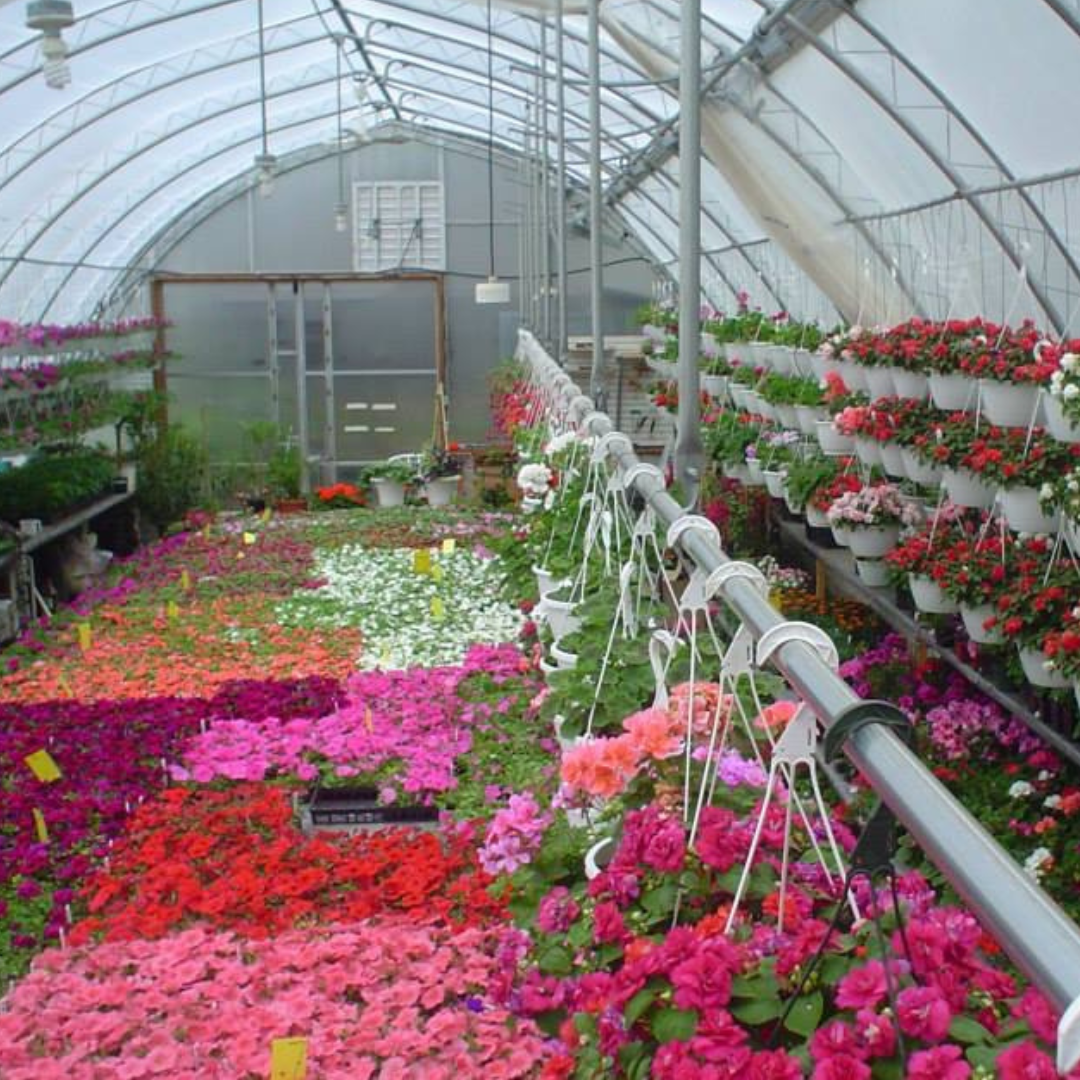 Early Growing Years in our Greenhouse