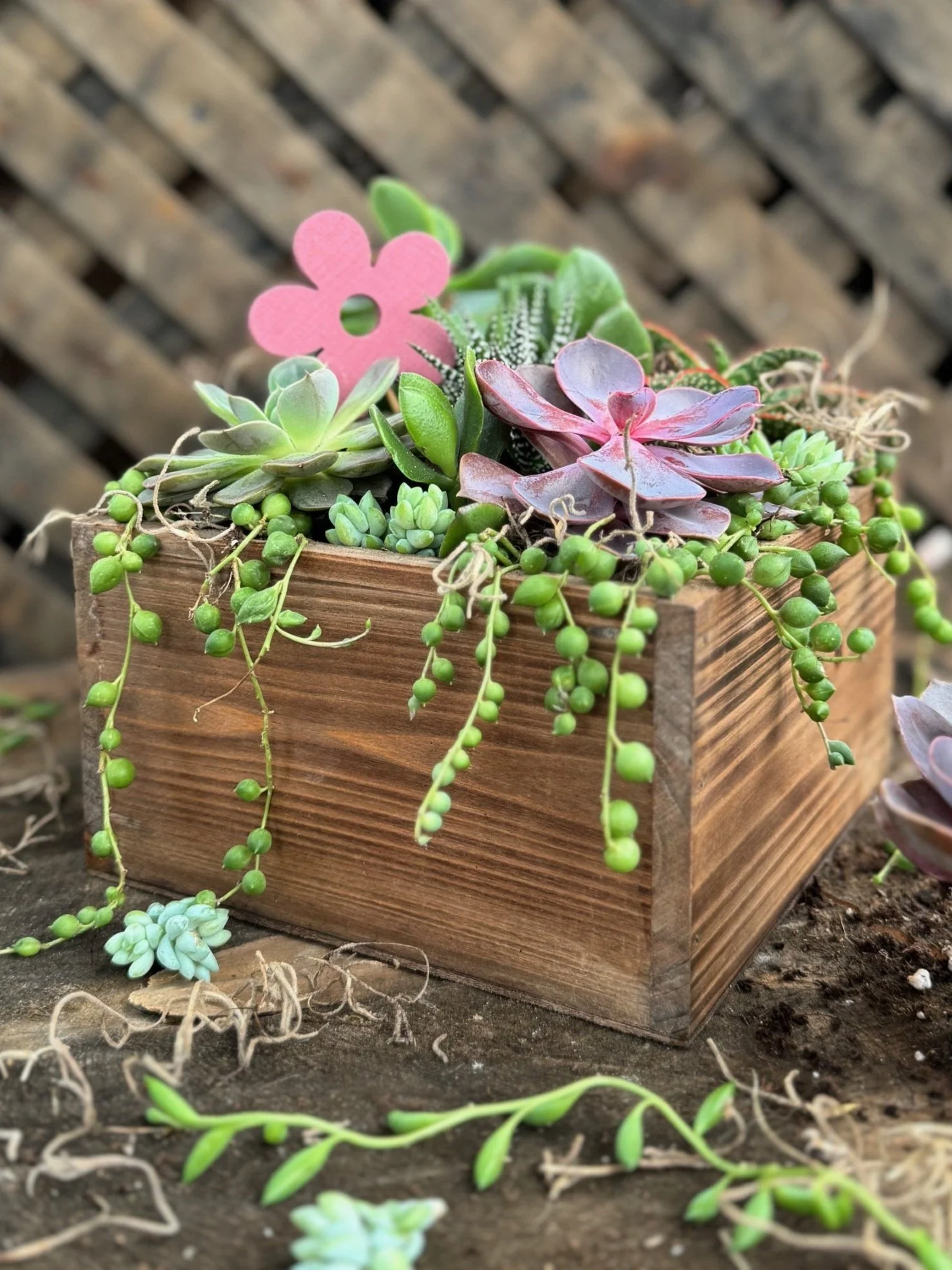 Colourful Spring Succulent Garden Workshop