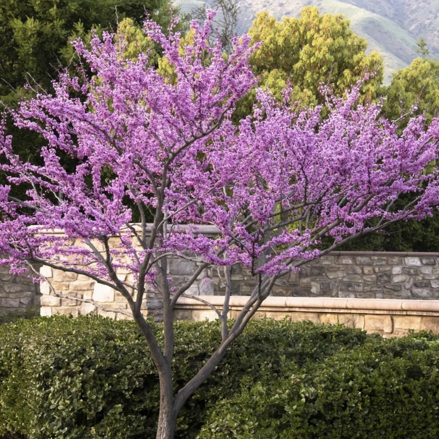 website photo template (13).jpg