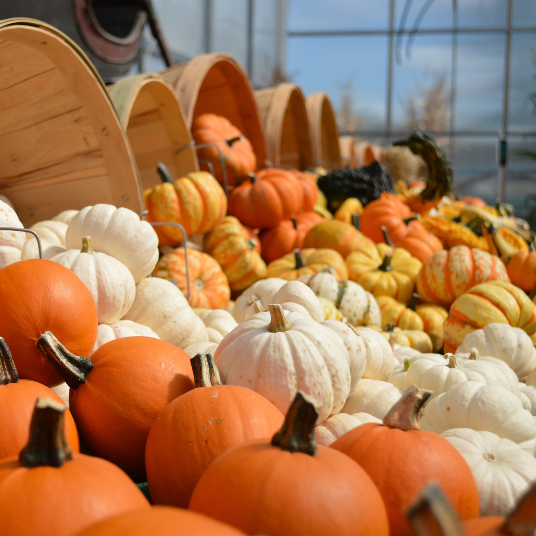 Mini Pumpkins & Gourds