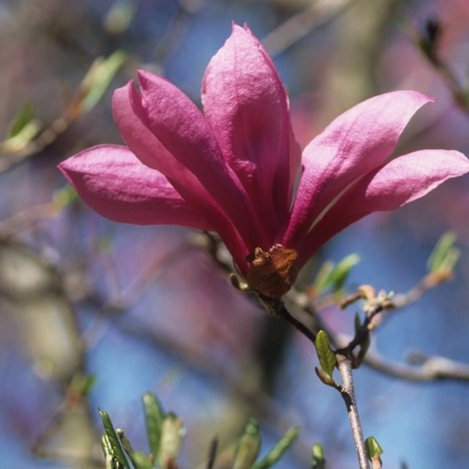 website photo template (1) (1).jpg