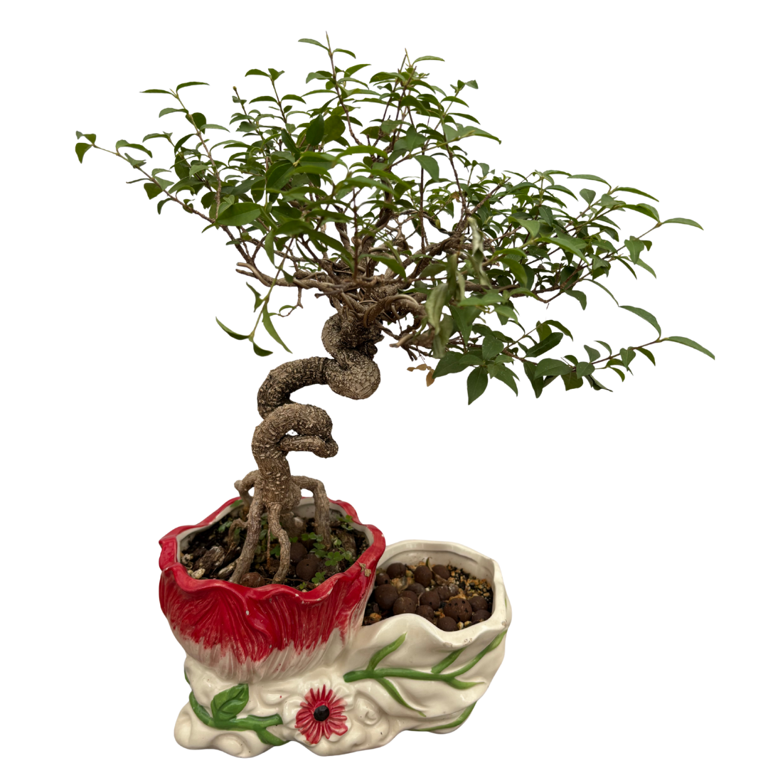 Ruby Apricot Bonsai Tree