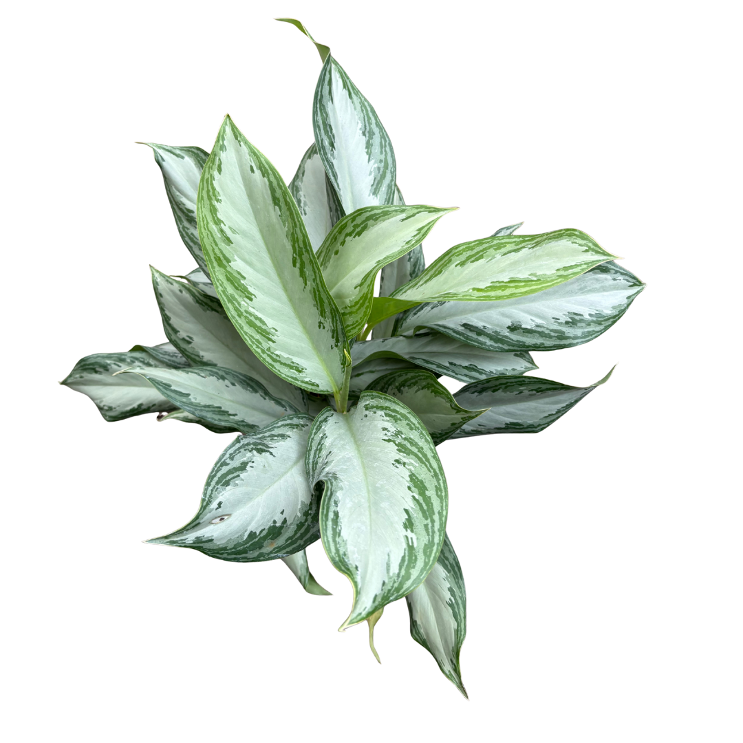 Anga’s New Year Workshops 2026 (18).png