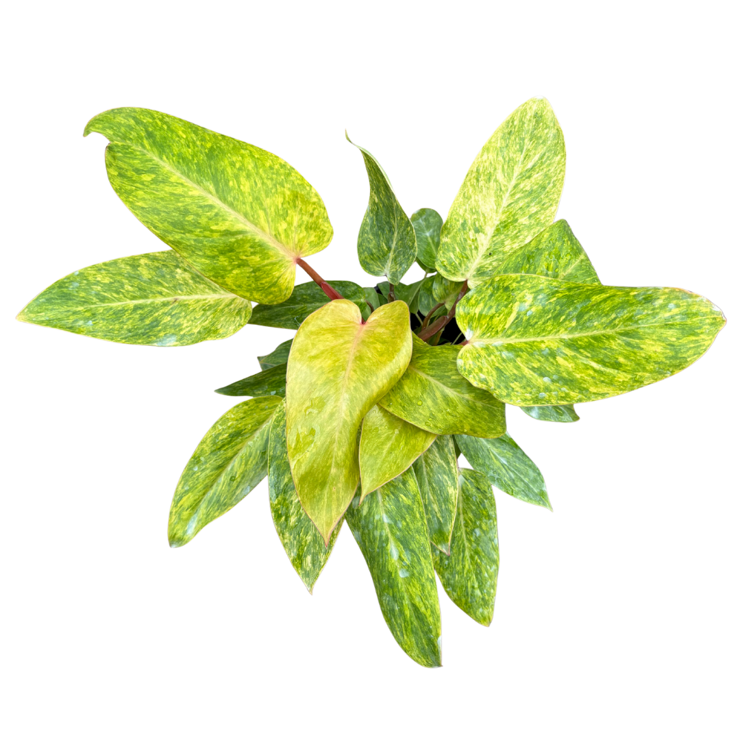 Philodendron ‘Painted Lady’ - 6