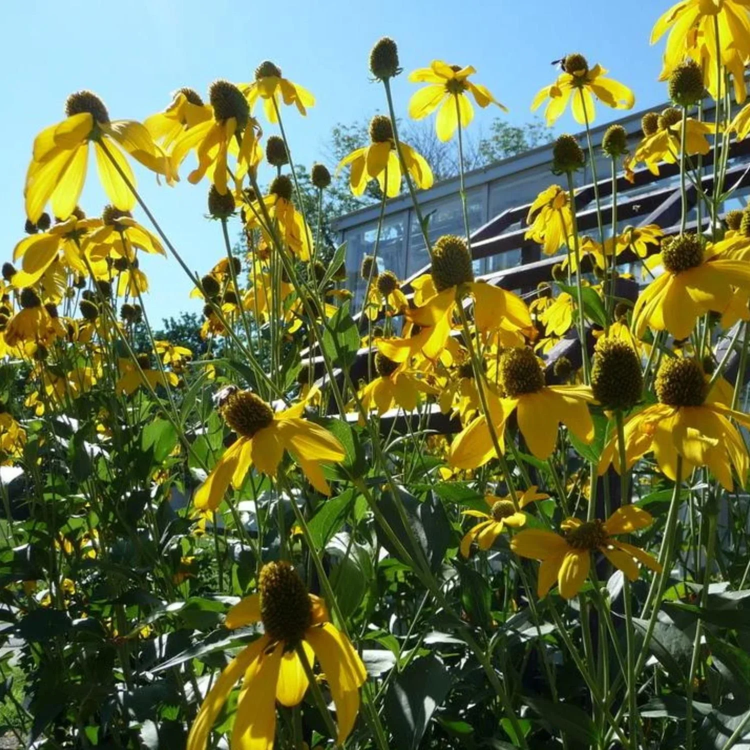 Cutleaf Coneflower Seed Packet