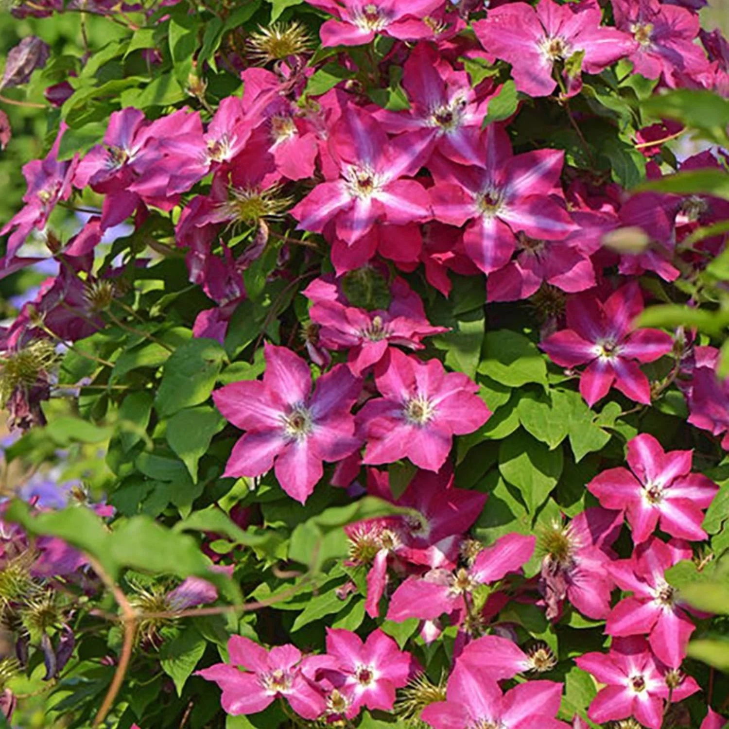 'Viva Polonia' Clematis - 1 Gallon