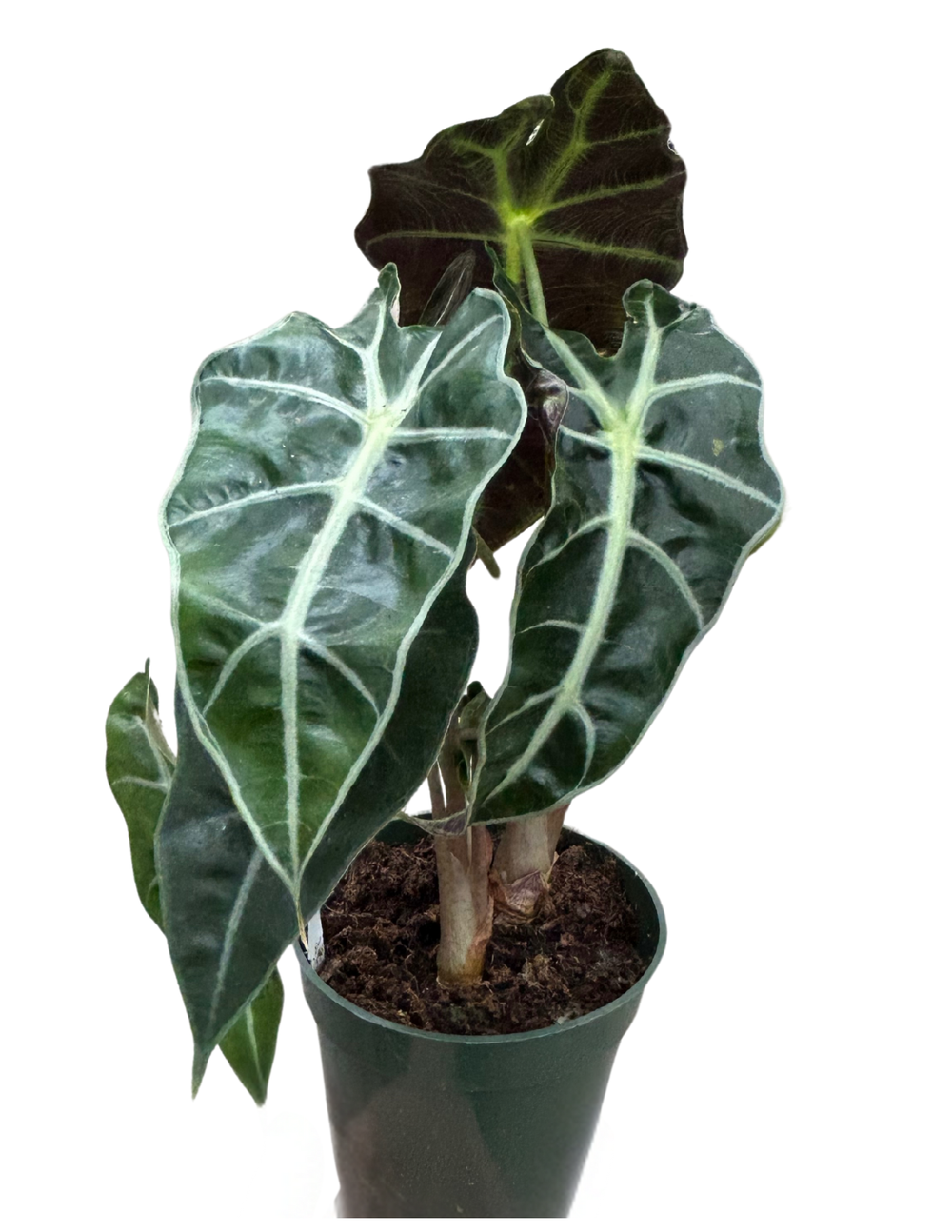 Alocasia Polly: Alocasia x amazonica 'Polly'  4 Pot  Anga's Farm &  Nursery
