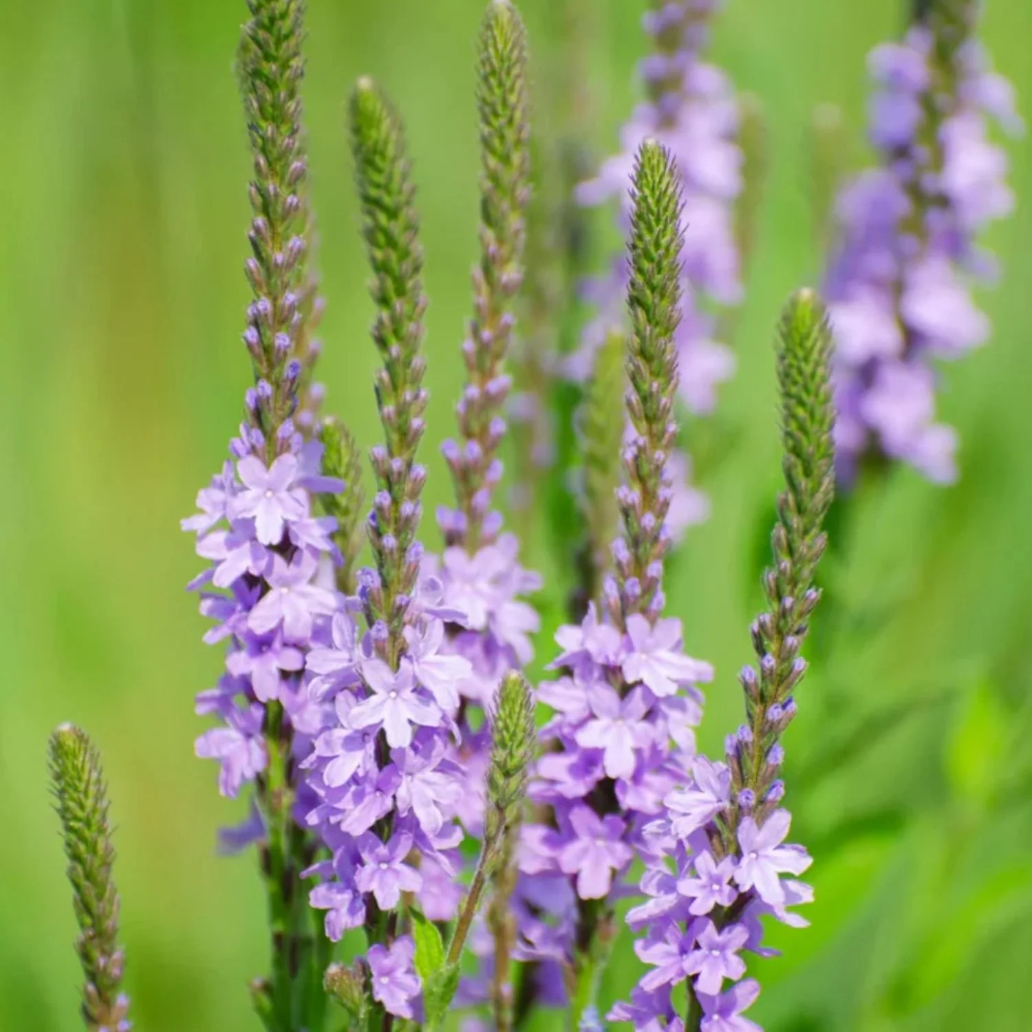 Hoary Vervain Seed Packet