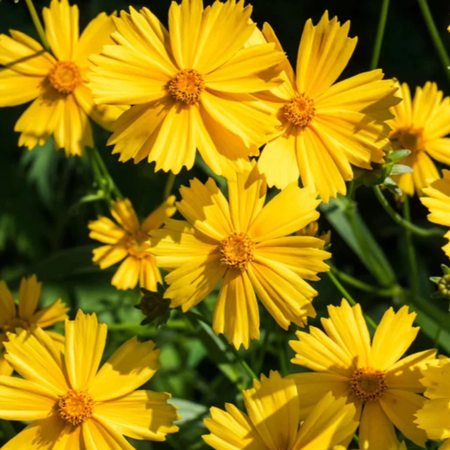 Lanceleaf Coreopsis Seed Packet — Anga's Farm & Nursery