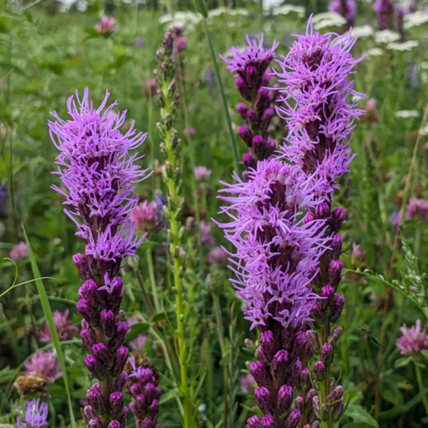 Dense Blazing Star Seed Packet