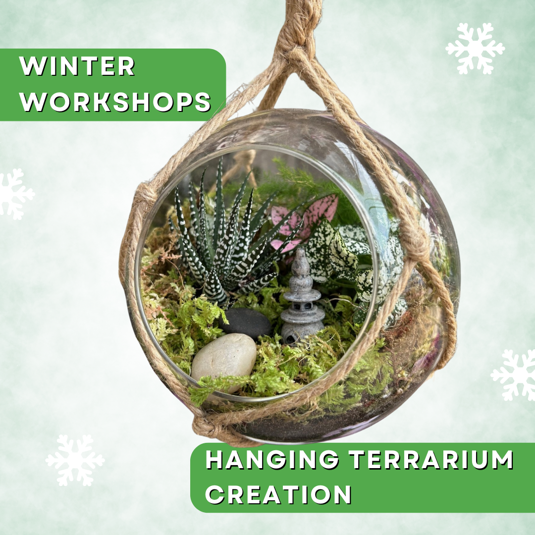The Art of Terrariums: Design and Care for Your Own Living Garden