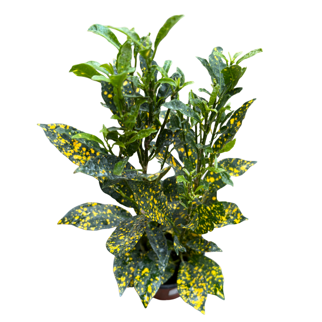 Anga’s New Year Workshops 2026 (33).png