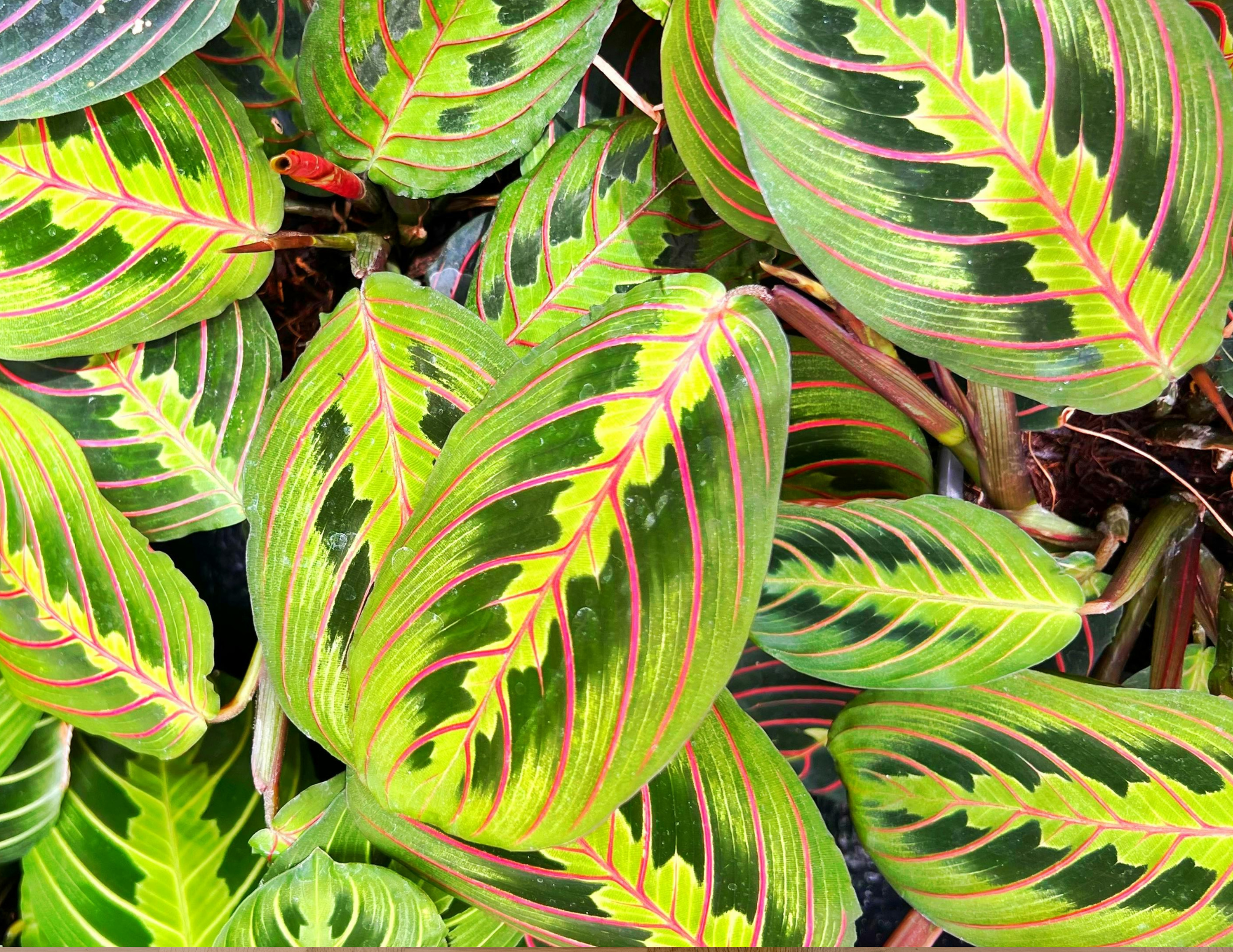 prayer plant