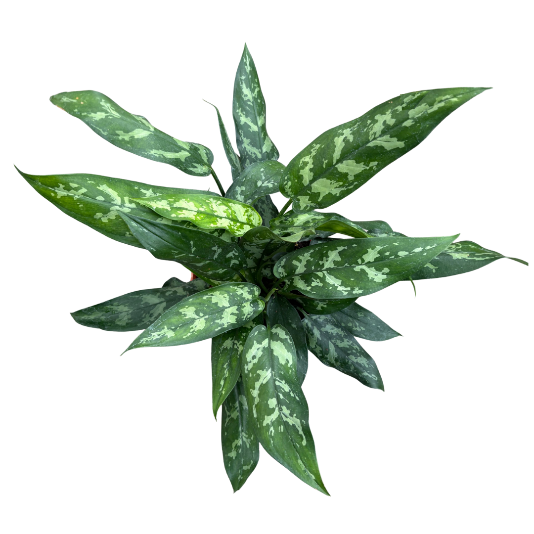 Anga’s New Year Workshops 2026 (16).png