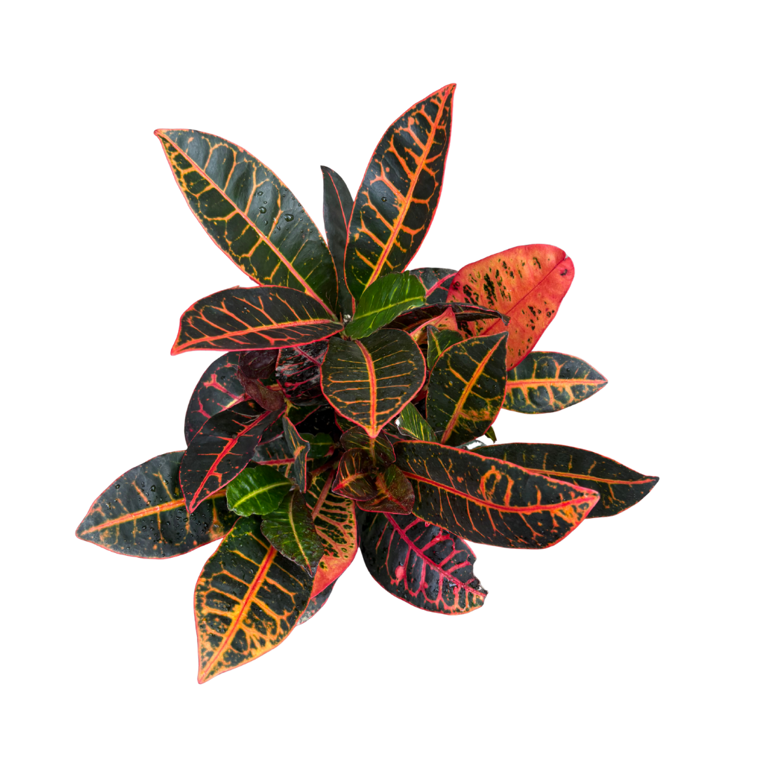 Anga’s New Year Workshops 2026 (30).png