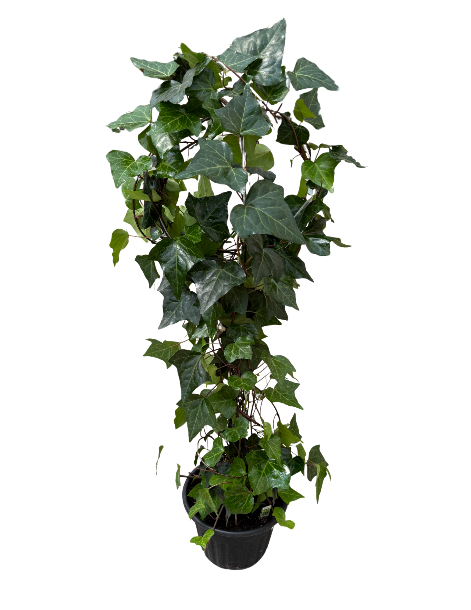 Untitled design (74).png
