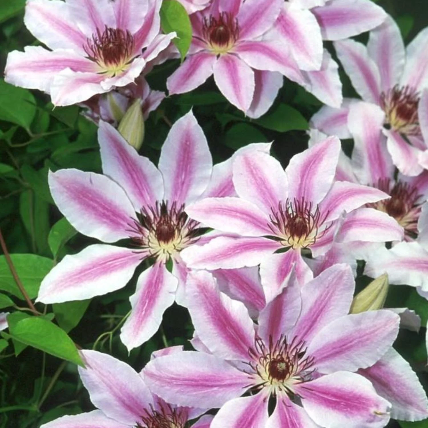 'Nelly Moser' Clematis - 1 Gallon
