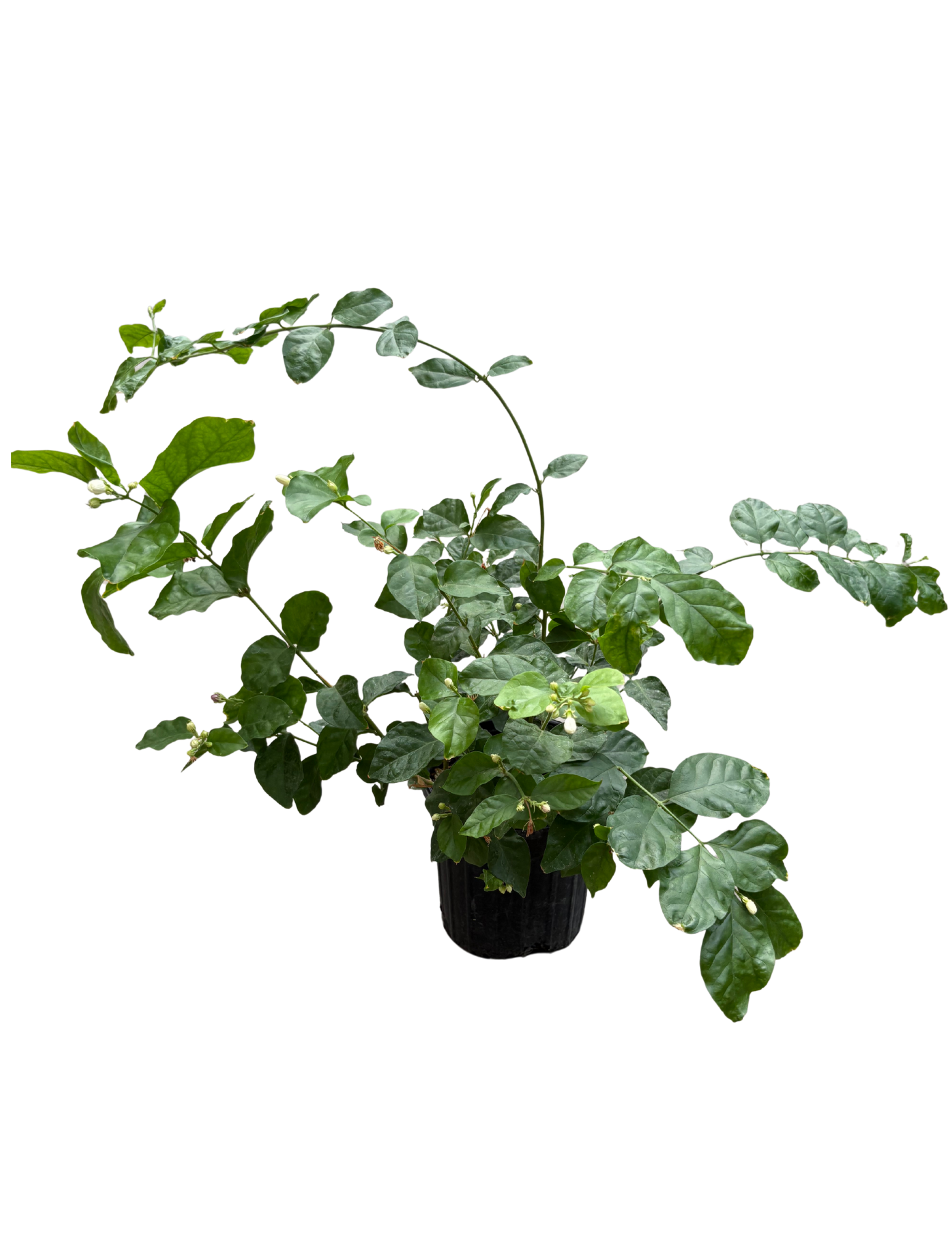 Untitled design (63).png