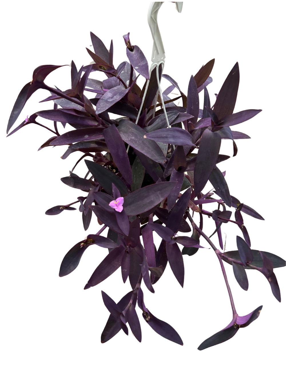 Purple Heart: Tradescantia pallida  8 Hanging Basket  Anga's Farm &  Nursery