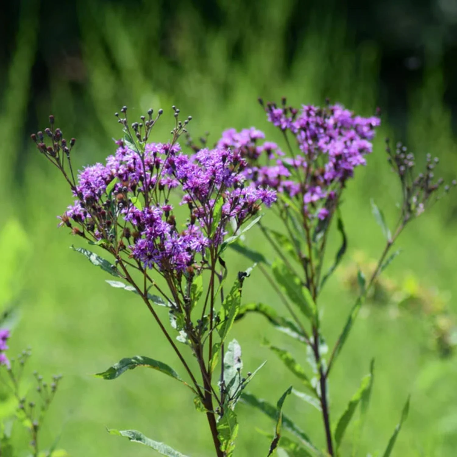 New York Ironweed Seed Packet
