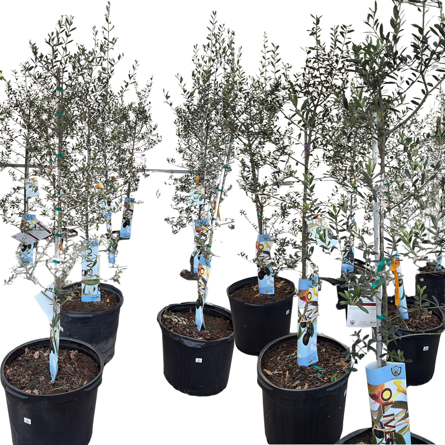 Untitled design - 2026-02-26T091350.269.png