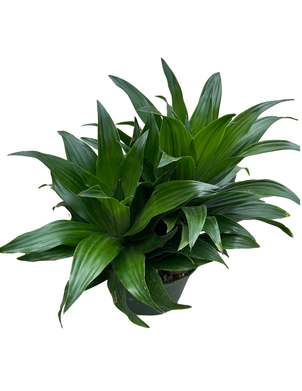 Janet Craig Dracaena: Dracaena fragrans 'Janet Craig'  6 Pot  Anga's  Farm & Nursery