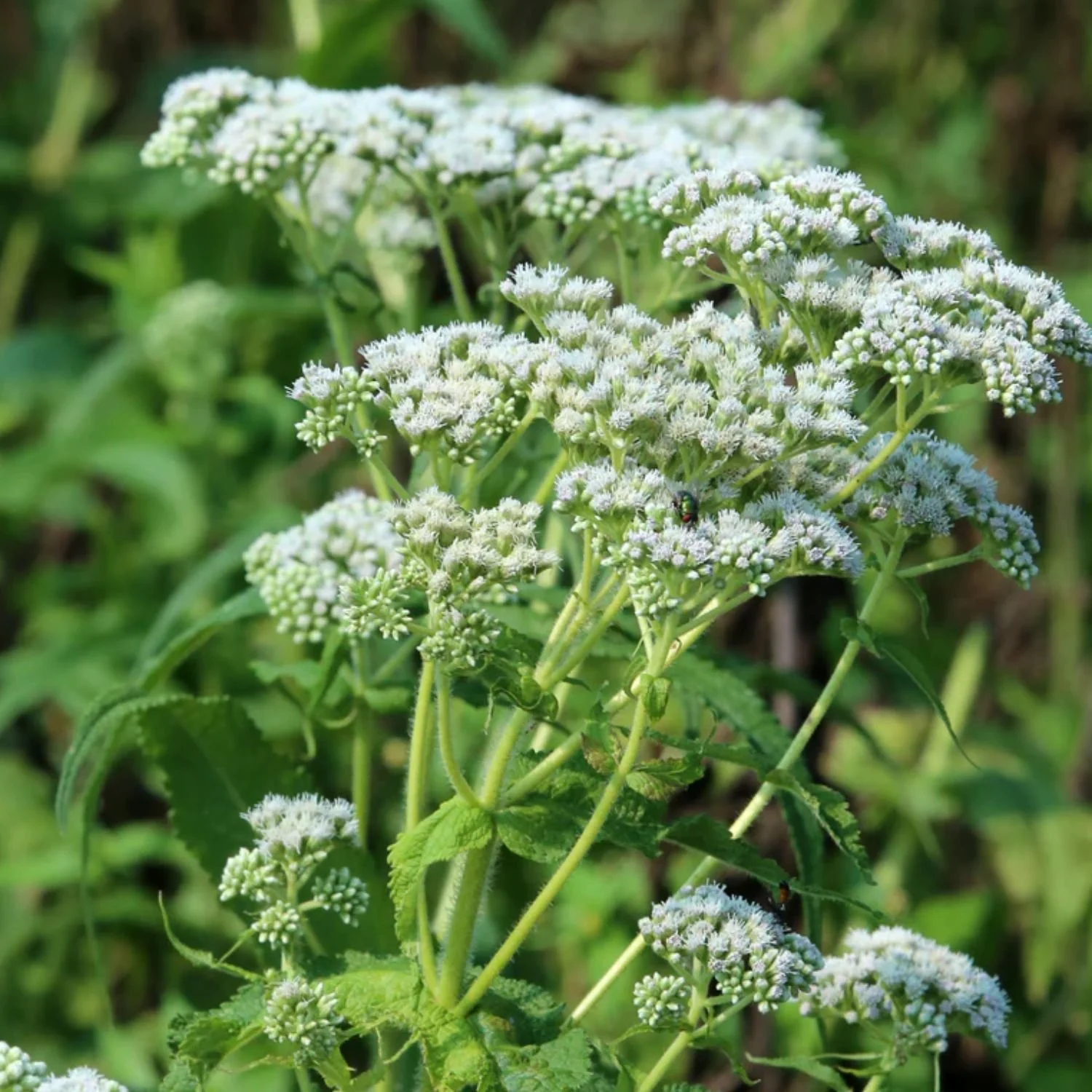 website photo template (14).jpg