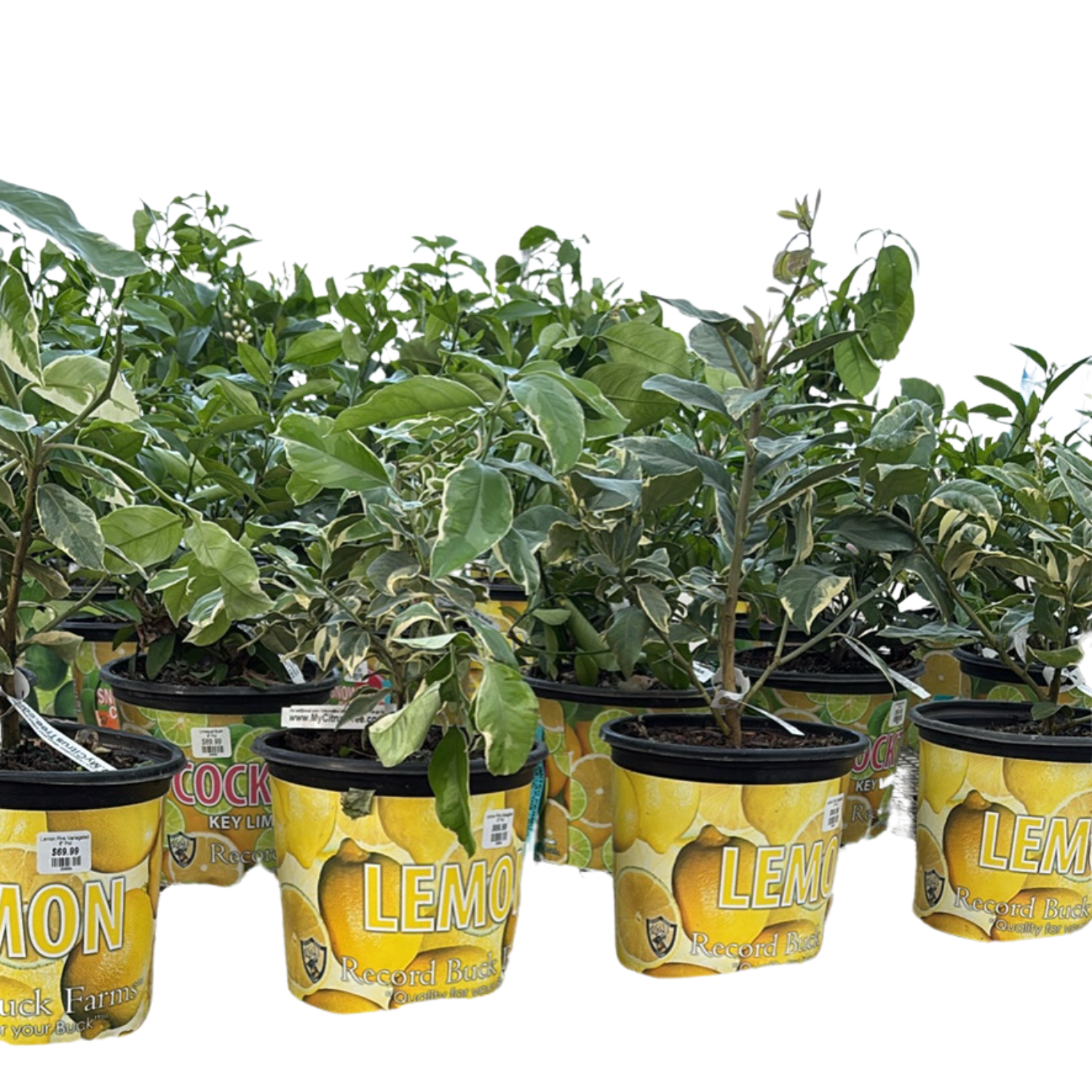 Untitled design - 2026-02-26T092831.119.png