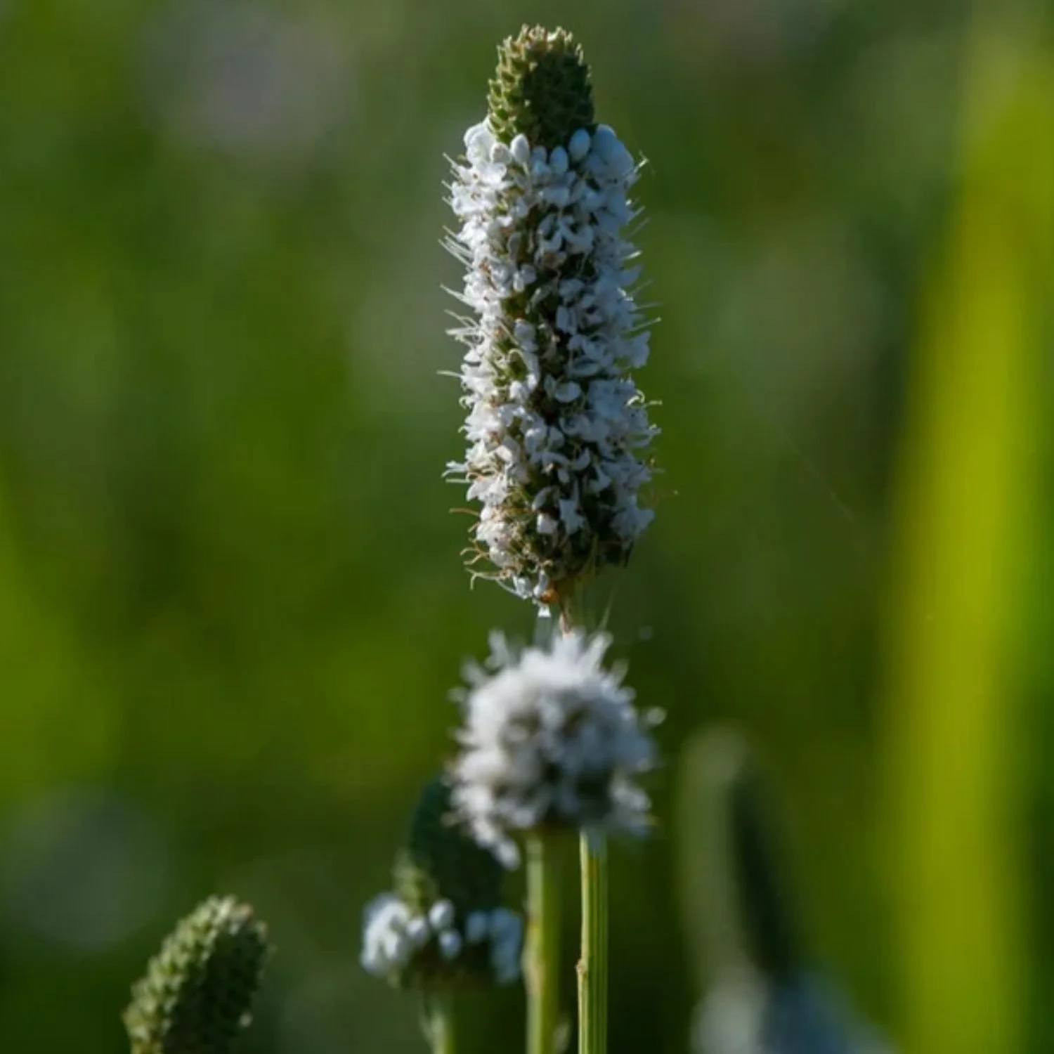 White Prairie Clover Seed Packet